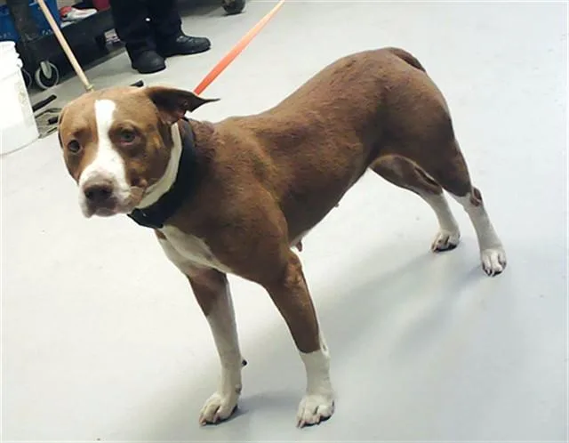 An adult medium-sized female Pit Bull Terrier dog named Missy for adoption in Fayetteville, NC