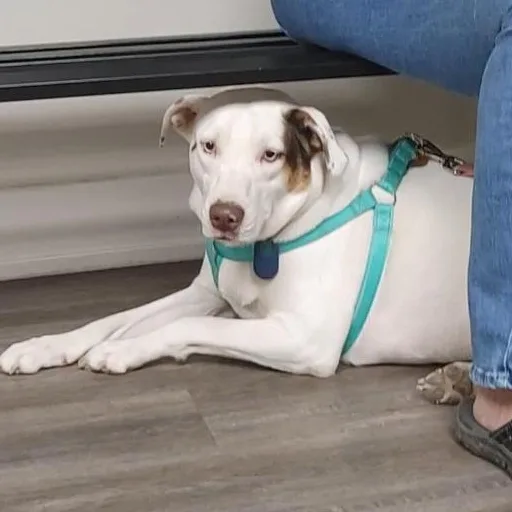 Heath & Toffee thumbnail 2