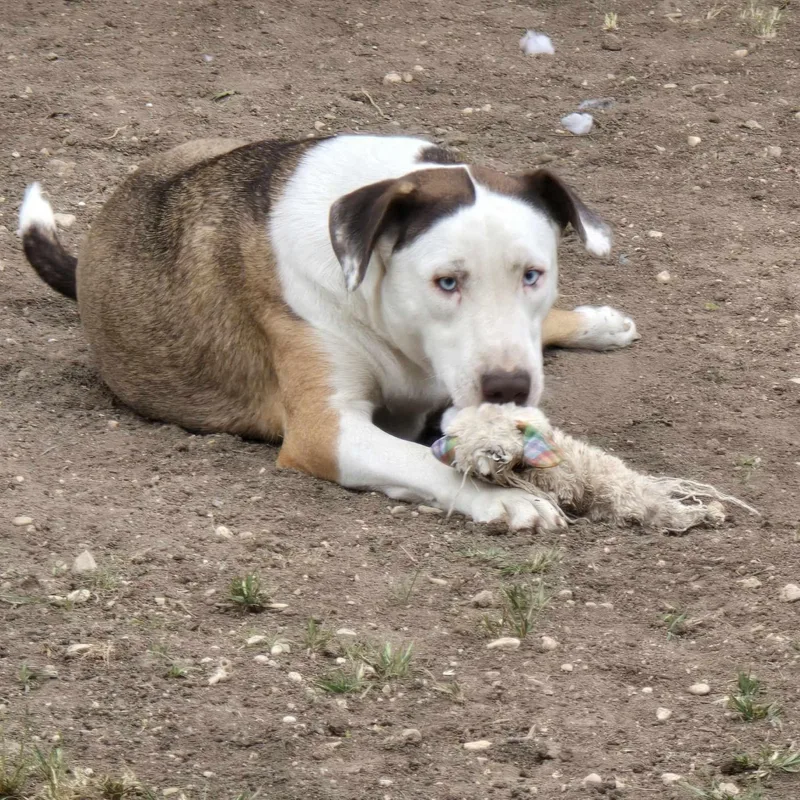 Heath & Toffee thumbnail 3