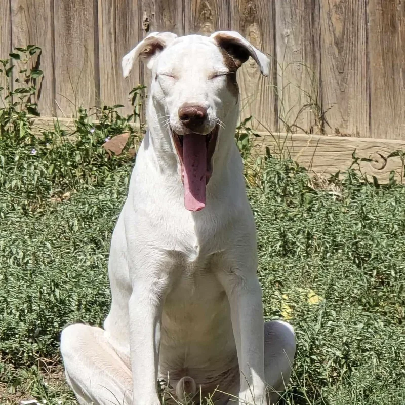 Heath & Toffee thumbnail 4