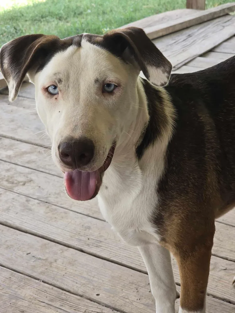 Heath & Toffee thumbnail 5