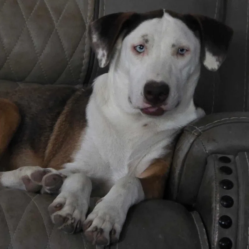 Heath & Toffee thumbnail 6