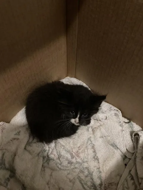 A baby small-sized male Domestic Short Hair cat named Shadow for adoption in Dallas, TX