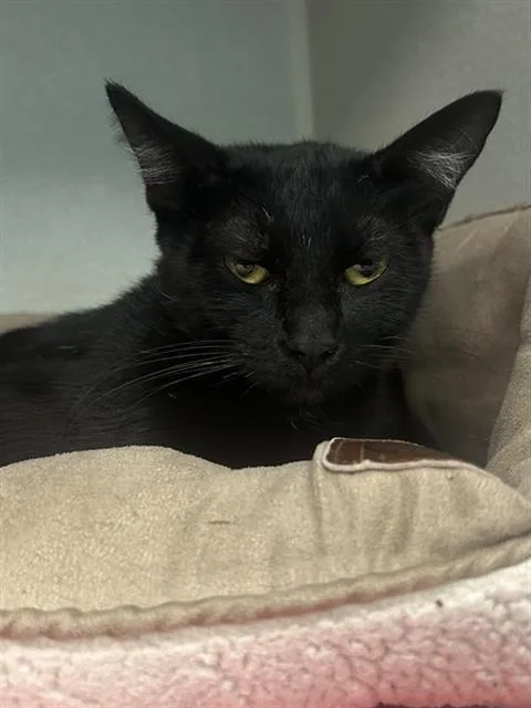 An adult medium-sized female Domestic Short Hair cat named Sierra for adoption in Dallas, TX
