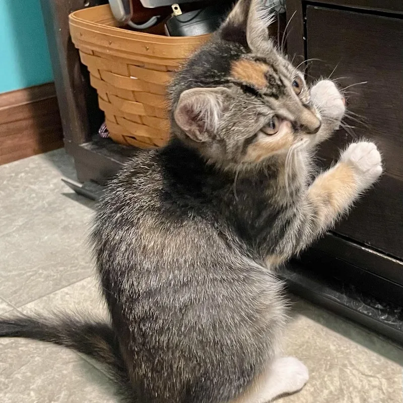 A baby medium-sized female Tabby (Brown / Chocolate) Domestic Short Hair cat named Abby for adoption in High View, WV