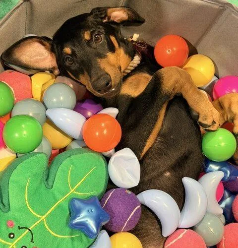 A baby medium-sized female Bicolor Doberman Pinscher dog named Evie for adoption in Henderson, NV
