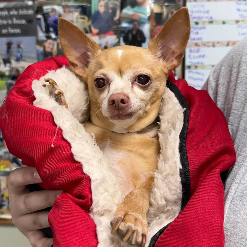 A senior small-sized female Red / Chestnut / Orange Chihuahua dog named Maggie for adoption in Franklin, PA