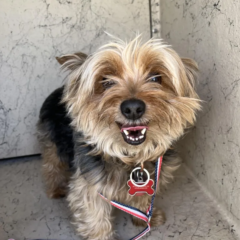 An adult small-sized male Yellow / Tan / Blond / Fawn Yorkshire Terrier dog named Samy for adoption in Henderson, NV