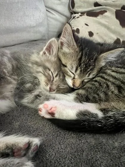 A baby small-sized male Domestic Short Hair cat named Cotton Ball for adoption in Westland, MI