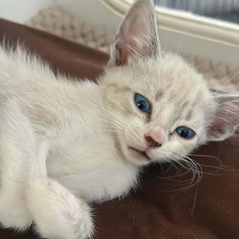 A baby small-sized male White Domestic Short Hair cat named Light for adoption in Stephenville, TX