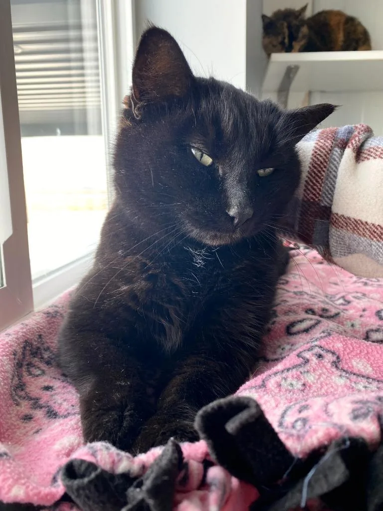 Mistletoe thumbnail 2