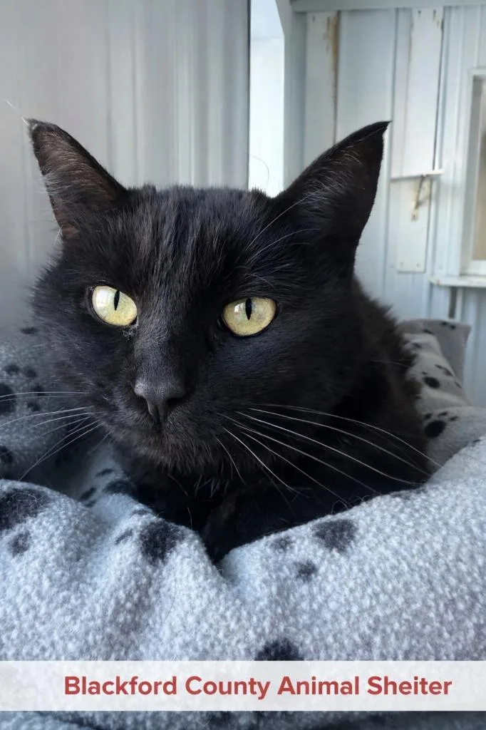 Mistletoe thumbnail 3