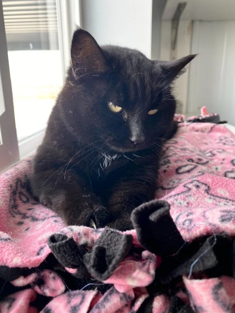 Mistletoe thumbnail 4