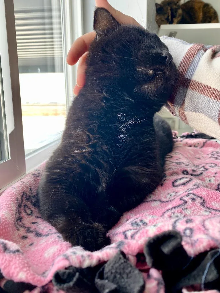 Mistletoe thumbnail 5