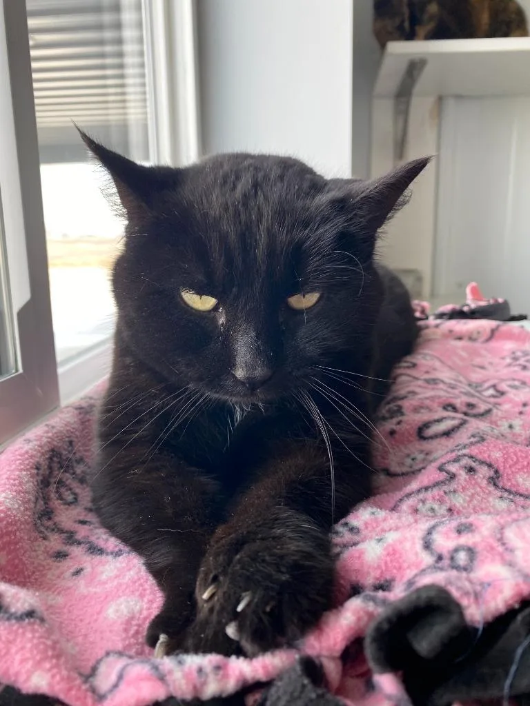 Mistletoe thumbnail 6