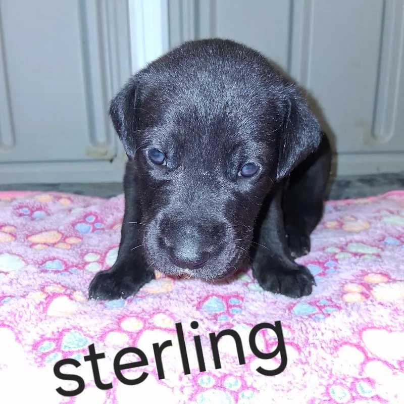 A baby large-sized male Black Great Dane dog named Sterling for adoption in LOXAHATCHEE, FL