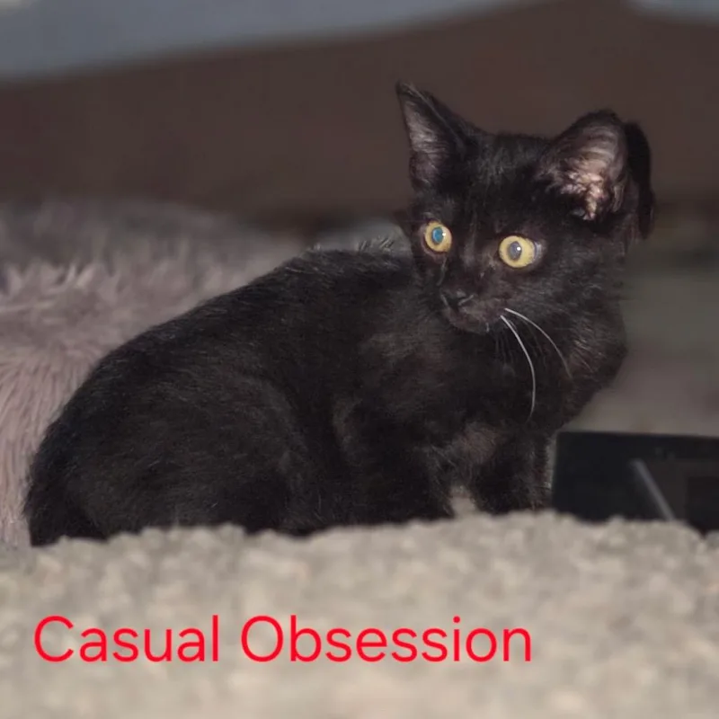 A baby small-sized male Black Domestic Short Hair cat named Casual Obsession for adoption in Fredericksburg, VA