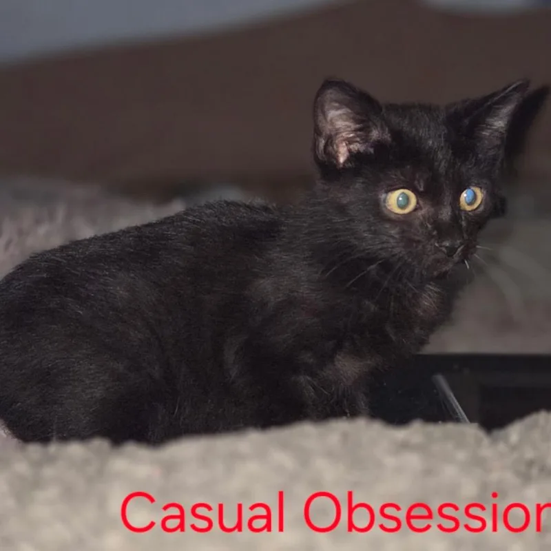 Casual Obsession thumbnail 2