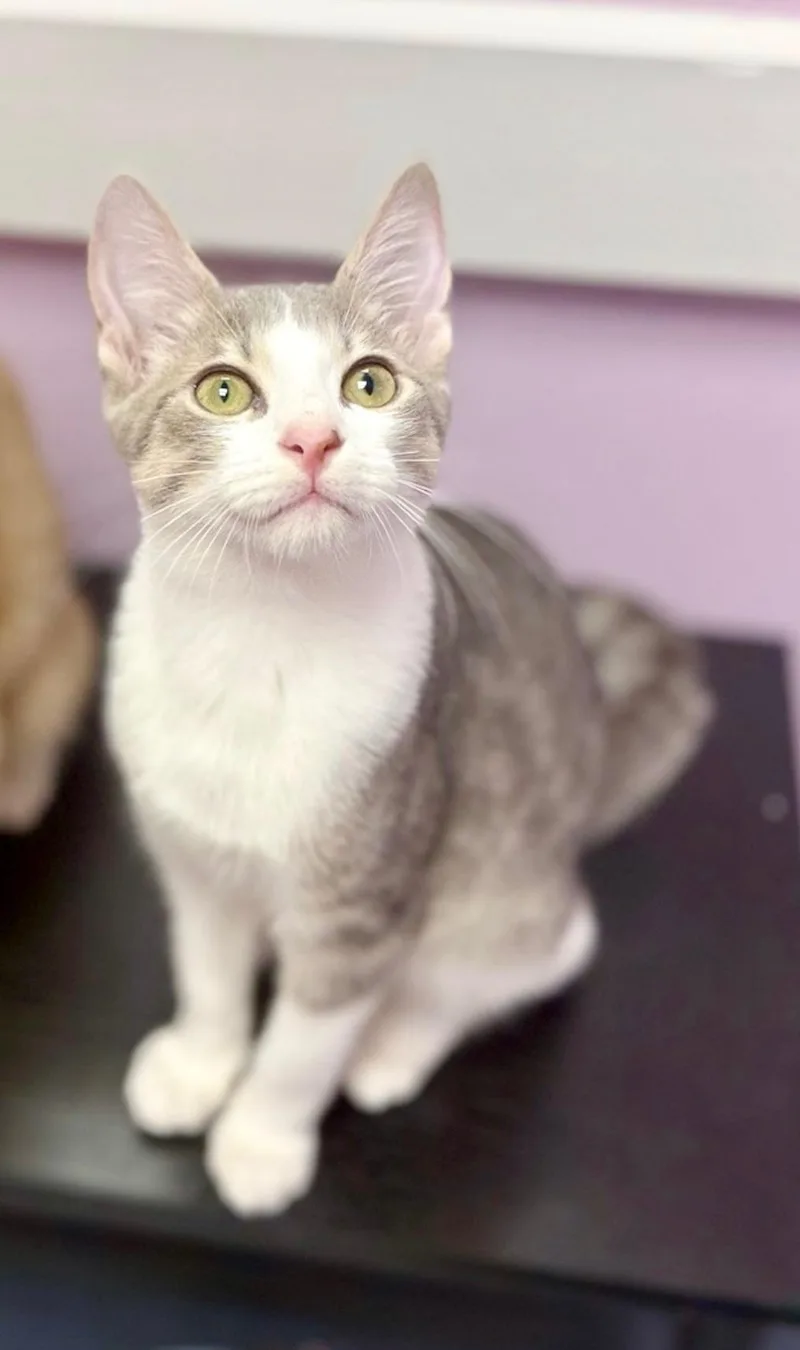 A baby medium-sized male Gray / Blue / Silver Domestic Short Hair cat named Overdraft for adoption in Covington, LA
