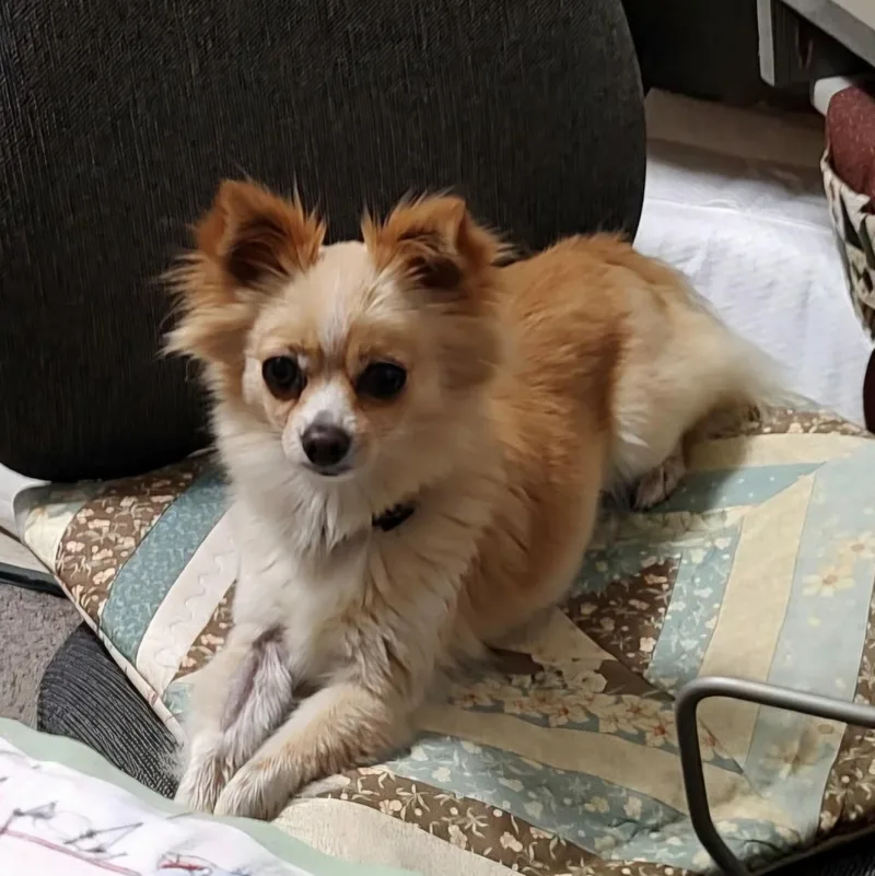 Daisy thumbnail 4