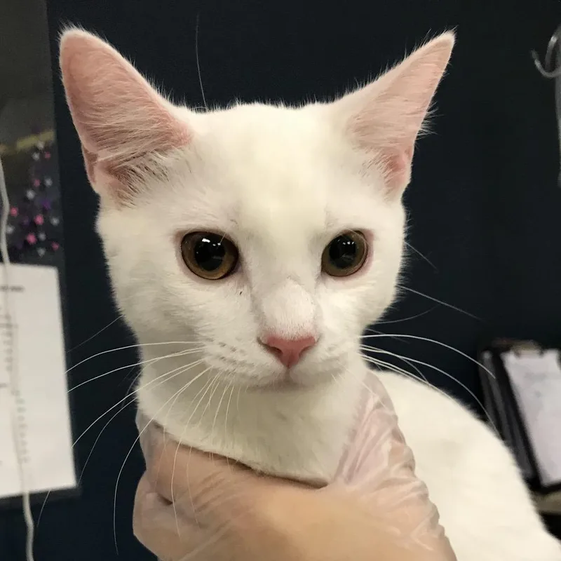A young medium-sized female White Domestic Short Hair cat named Sweet Dee for adoption in Newark, NJ