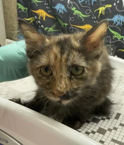 A baby small-sized female Domestic Short Hair cat named Lola for adoption in Riverside, CA