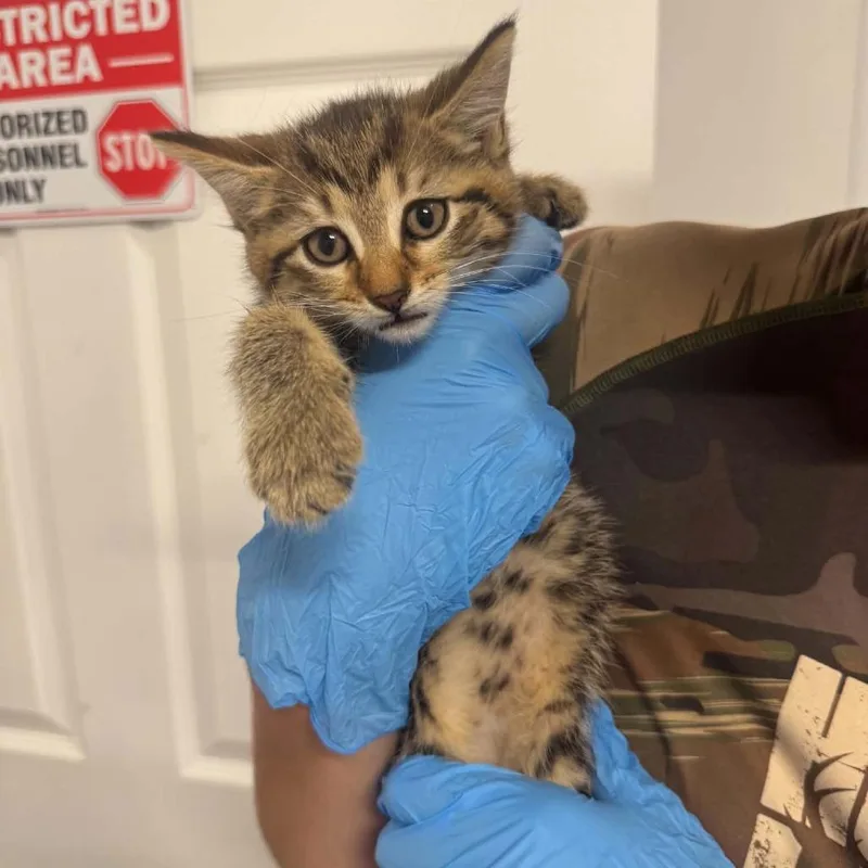 A baby small-sized female Domestic Short Hair cat named Sandy Cheeks ARC for adoption in Akron, NY