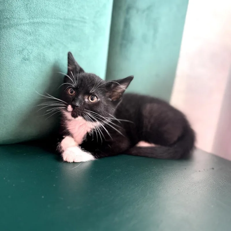 A baby small-sized female Black Domestic Short Hair cat named Penny for adoption in Forest Park, IL