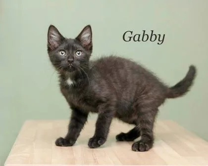 Gabby