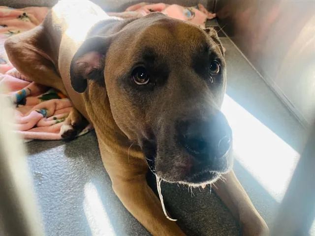 An adult large-sized male Labrador Retriever dog named Blu for adoption in Tustin, CA