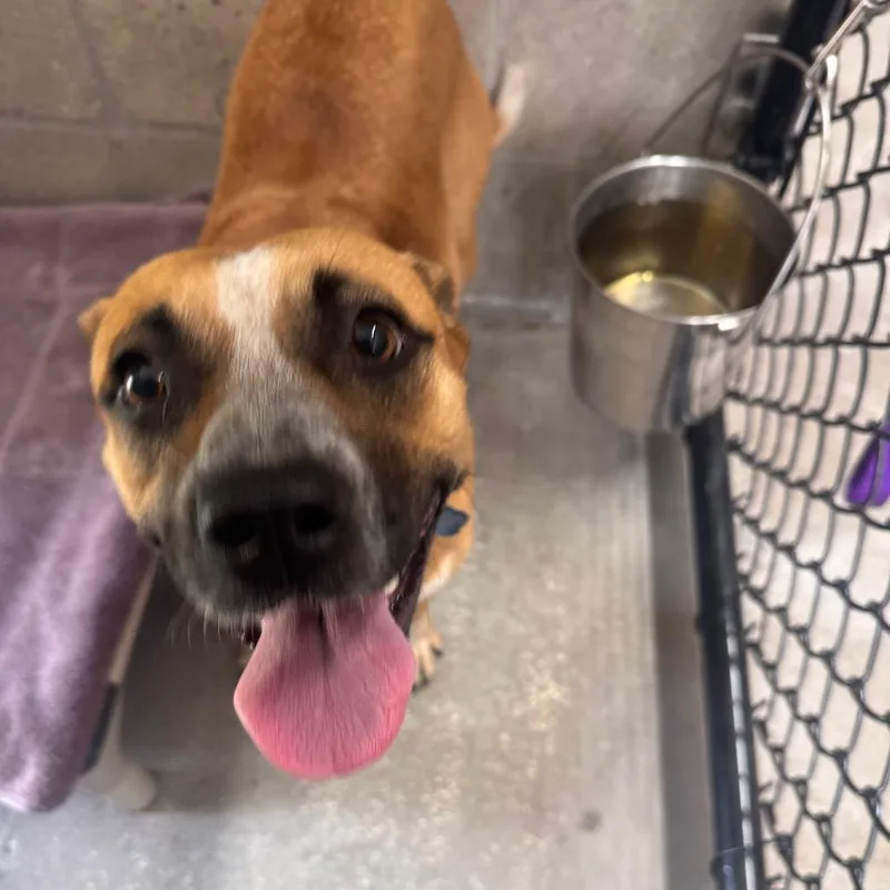 A young medium-sized female Apricot / Beige Cattle Dog dog named Grace for adoption in Clearwater, FL