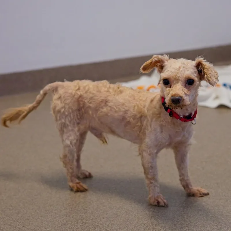 A senior small-sized male Brown / Chocolate Bichon Frise dog named Curly for adoption in South Elgin, IL