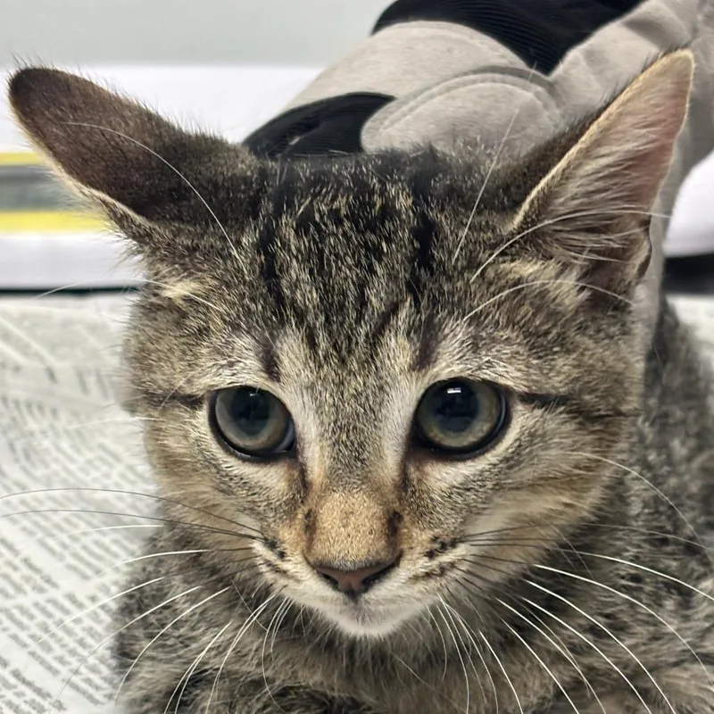 A baby small-sized male Brown / Chocolate Domestic Short Hair cat named Alabama for adoption in Jacksonville, FL