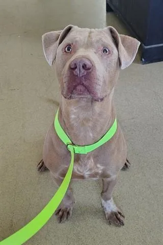 An adult large-sized male Pit Bull Terrier dog named Kevin for adoption in Dayton, OH