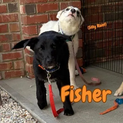 Fisher thumbnail 3