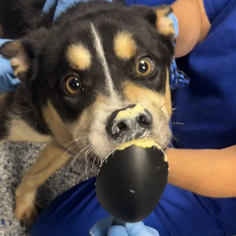 An adult large-sized male Black Shepherd dog named Halloween for adoption in Greenville, SC