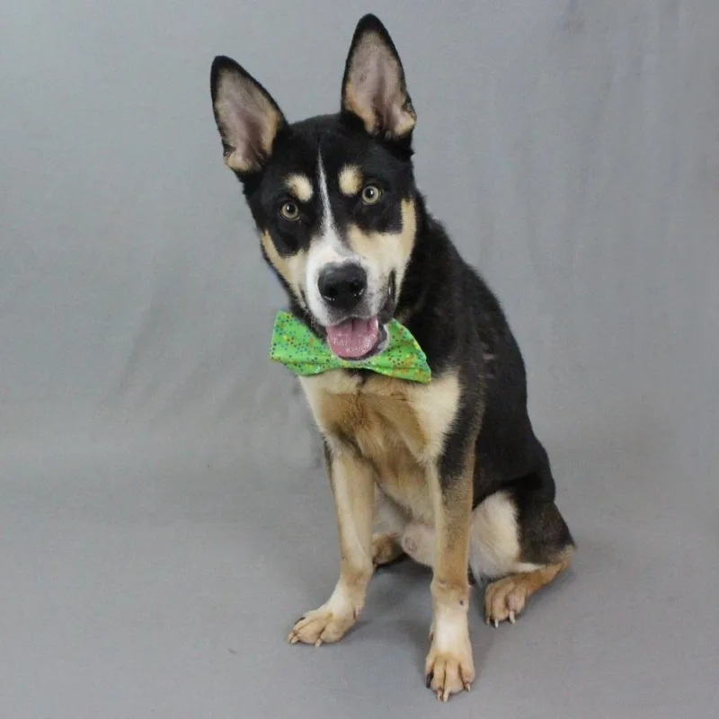 Halloween thumbnail 2