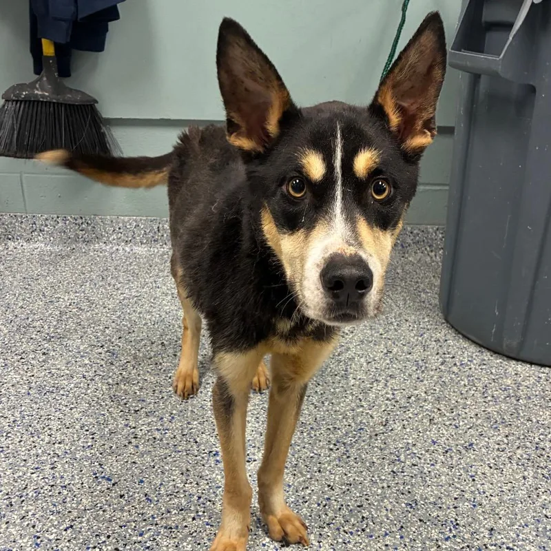 Halloween thumbnail 3