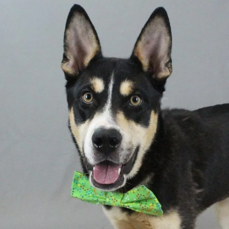 Halloween thumbnail 4