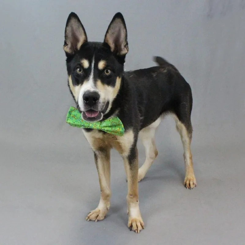 Halloween thumbnail 5