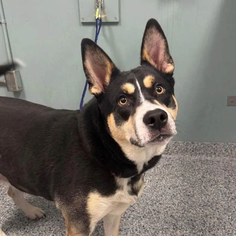 Halloween thumbnail 6