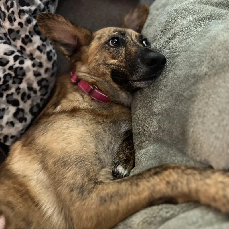 Bindi