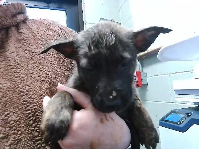 A baby small-sized male German Shepherd Dog dog named Twister for adoption in Tulsa, OK