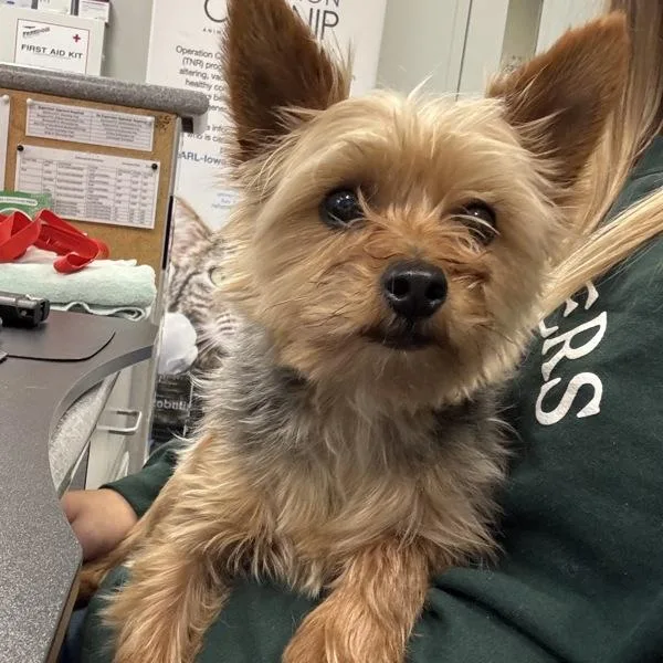 A young small-sized male Yorkshire Terrier dog named Charles for adoption in Des Moines, IA