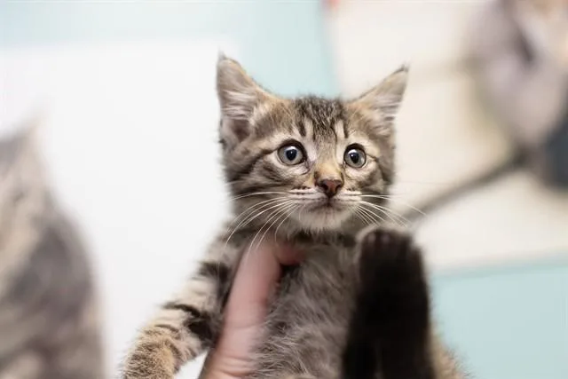 A baby small-sized male Domestic Short Hair cat named Dustin for adoption in Belleville, IL