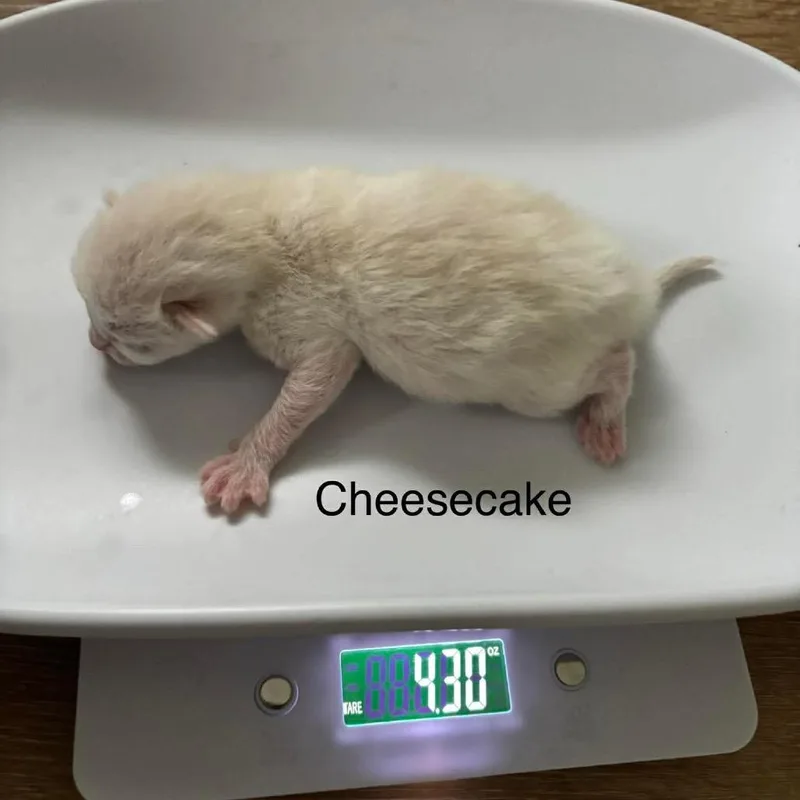 Cheese Cake thumbnail 3