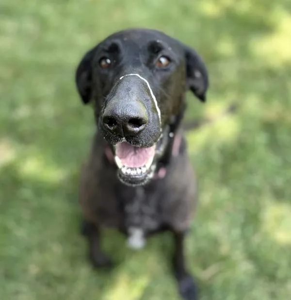 An adult large-sized female German Shorthaired Pointer dog named Mamba for adoption in Sioux City, IA