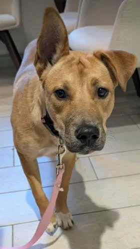 A young small-sized female Yellow / Tan / Blond / Fawn Shepherd dog named Appa for adoption in Annapolis, MD
