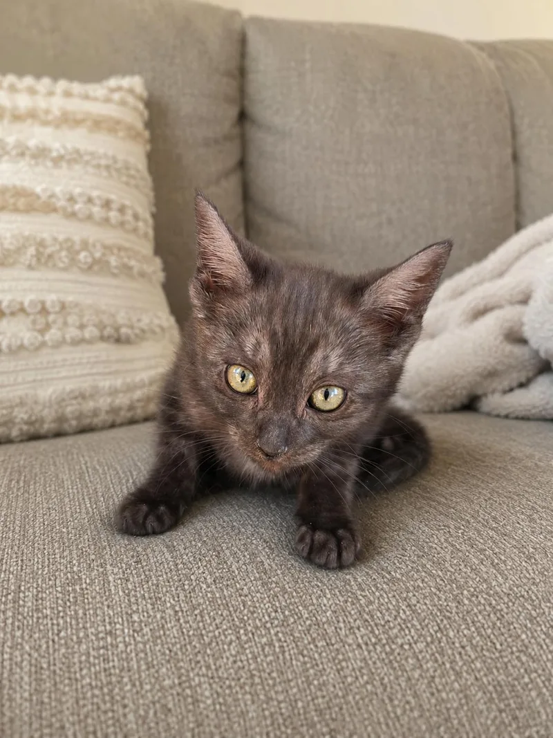 A baby medium-sized male Smoke Domestic Short Hair cat named Justice for adoption in Fresno, CA