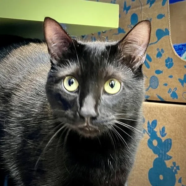 An adult medium-sized male Domestic Short Hair cat named Bear for adoption in Sioux City, IA